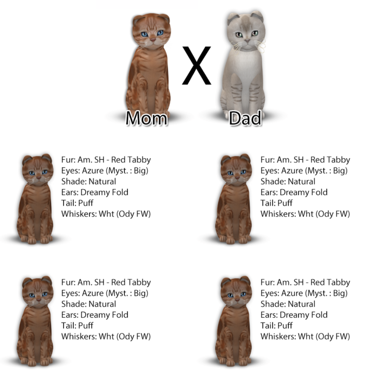 Mom x Dad + Kittens